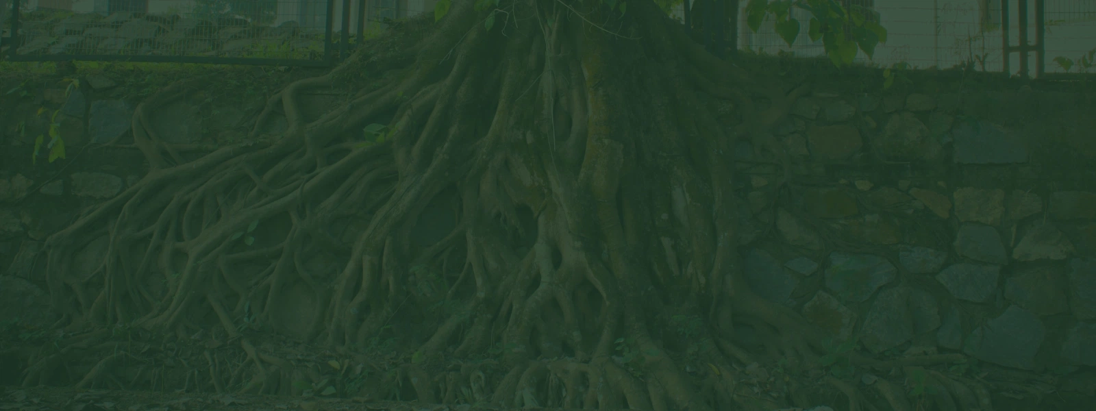 photo of tree roots spilling over a stone wall, all underneath a forest green overlay (Stabilize phase)