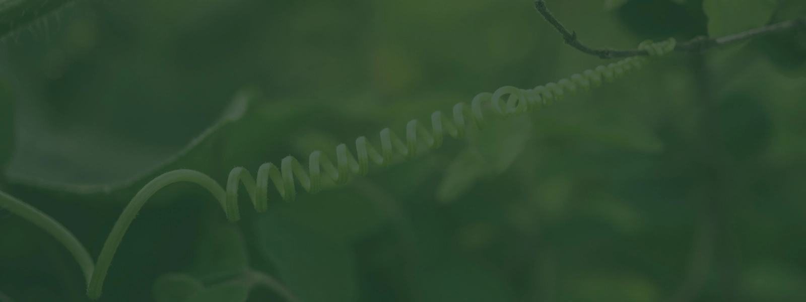 macro photo of a vine tendril looping around a branch, all under a forest green overlay (Expand phase)