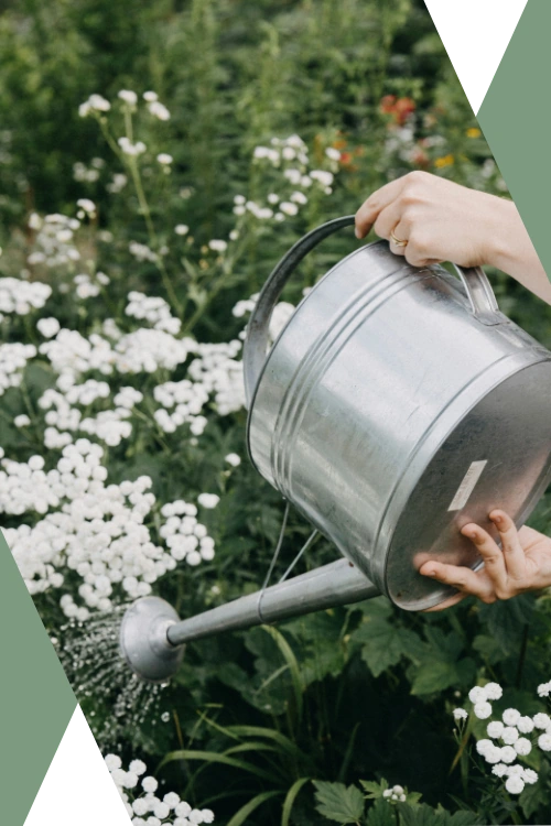 close-up photo of a woman holding a classic metal watering can watering a bed of daisies (featured image: "Business Strategy" section of Caesura Strategy's "Small Business Consulting" page)